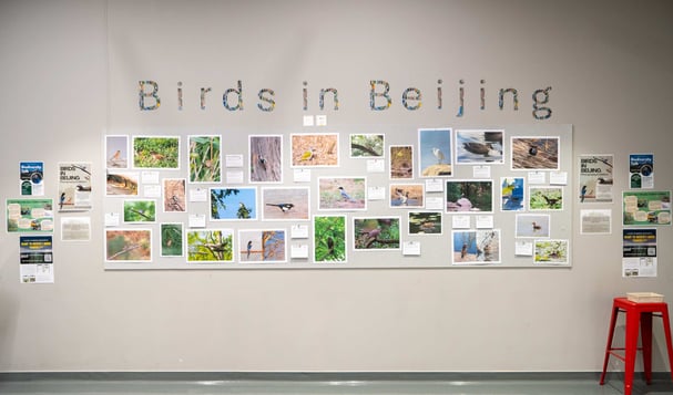 Photos of birds hanging on a wall